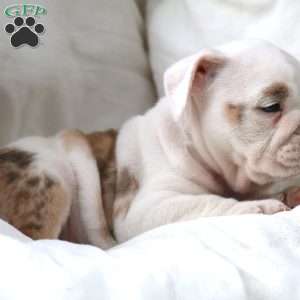Maestro, English Bulldog Puppy
